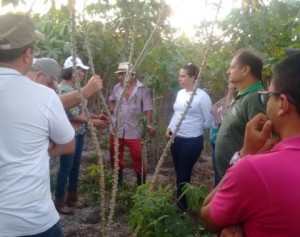 Cultura da mandioca desponta como promissora no Extremo Sul - Foto_ Ascom_SDR